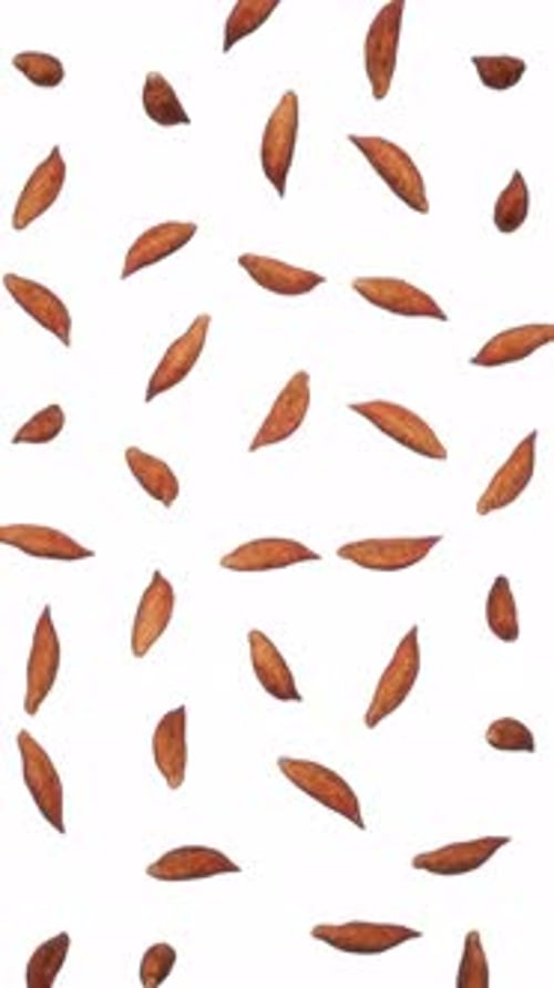 Brown Organic Particles Falling Down Background Loop