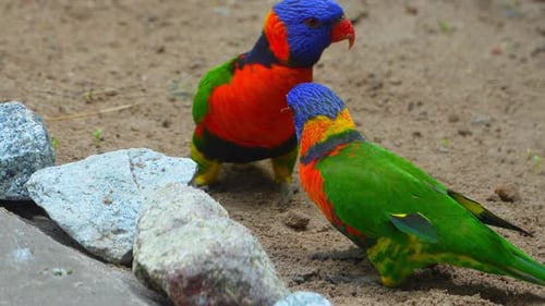 Vibrant parrot Lori: Wildlife Close-Up.