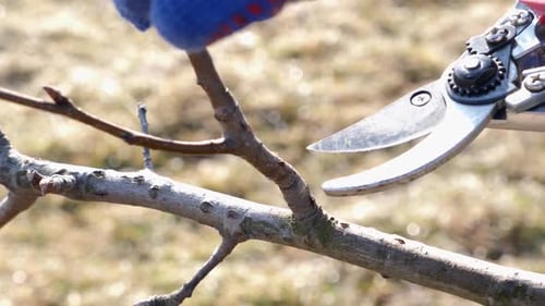 295p. Garden care. Pruning of fruit trees. The profession of a gardener.