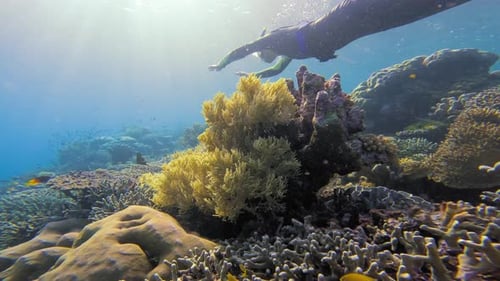 A snorkeler glides above a vibrant coral reef in clear blue sea.