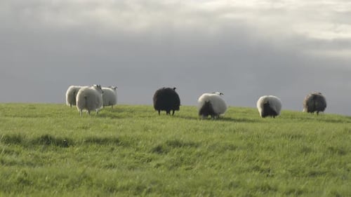 Field with herd of sheep running in slow motion, grassland Iceland.