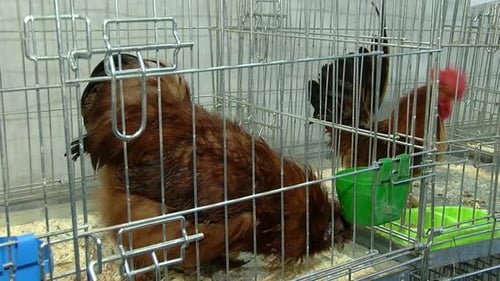 Deux coqs dans la cage mangent des céréales