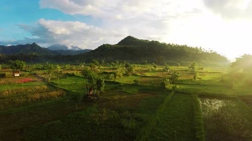 Drone aerial shot from Bali island shining radiant sunset or sunrise with blooming riсe fields