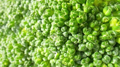 Vibrant Green Broccoli Head Detailed Close-Up