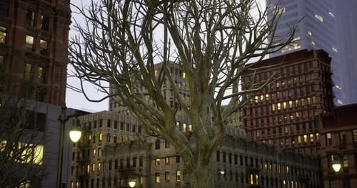 Striking Silhouette of a Bare Tree in an Urban Setting During Twilight