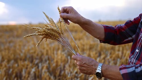 Senior Farmer Inspects Wheat Harvest in Rural Field