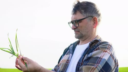 Senior 60s Farmer Holding Crop Plant and Inspecting Wheat Growing in the Farm Field