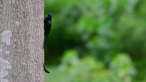 El Drongo mayor de cola de raqueta es conocido por su cola que parece una raqueta; es muy inteligente
