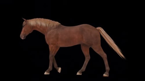 Horse Walk