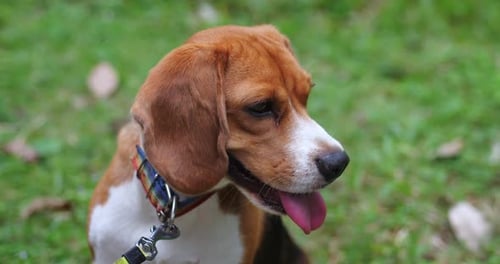 Front Shot of a Cute Beagle Puppy on a Rainbow Leash Sits on a Green Grass Lawn in a Park