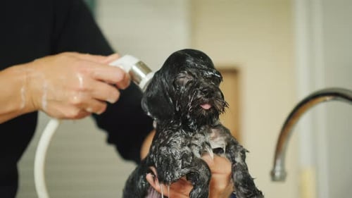 Small Dog Gets a Bath in Sink