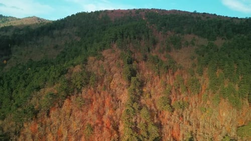 Autumn Forest