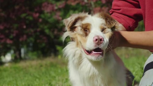 Funny Dog