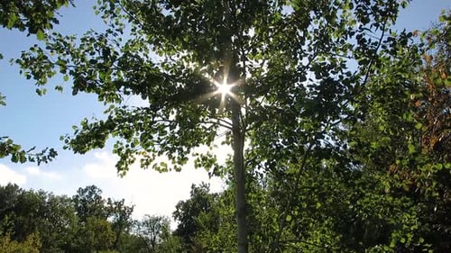 A vibrant tree with lush green leaves stands tall, as sunlight creates a starburst effect through