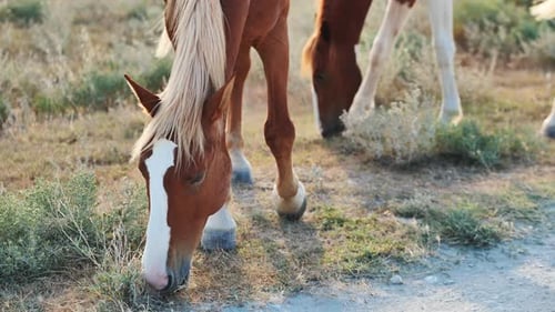 Horses Grazing Peacefully Brown and White Coats Blending Harmoniously Amid Sunlit Green Pasture