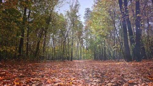 Magical Scene in a Bright and Dry Autumn Forest Bright Autumn Time Ground Covered with a Carpet of