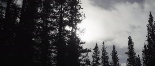 Silhouetted Trees Against a Bright Sky in Forest