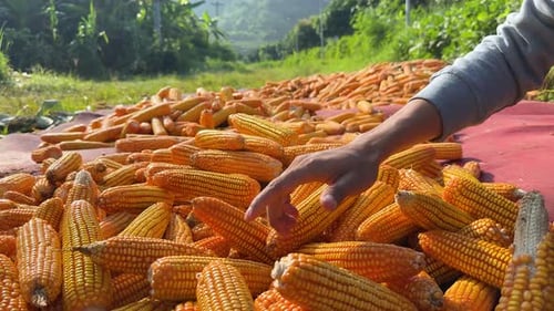 Nahaufnahme eines Landwirts, der frischen gelben Mais von Hand aufsammelt