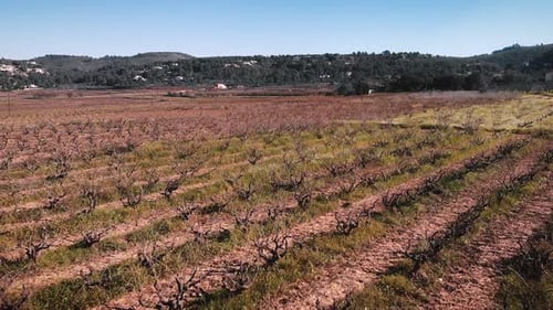 Row of vineyards trees against green hill at sunny day
