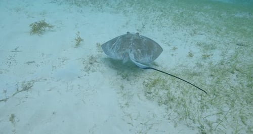 Clear underwater footage of a stingray gliding smoothly over a sandy seabed in shallow ocean water,