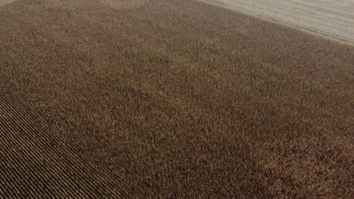 Dry Corn Field