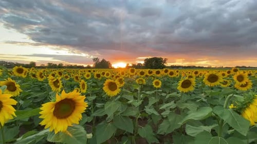 Video shot of sunset in a field of sunflowers