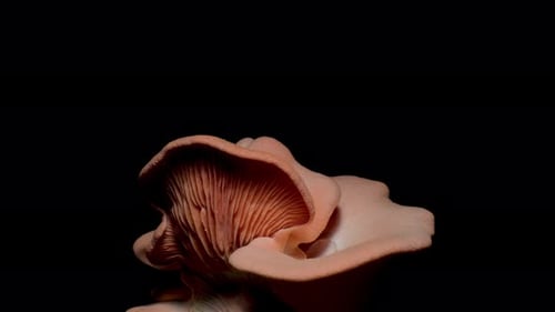 Close Up of Pink Oyster Mushrooms Against Black