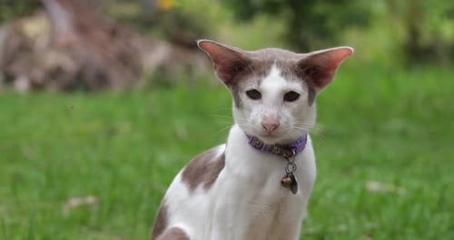 Brown and White Cat with Big Ears Outdoors