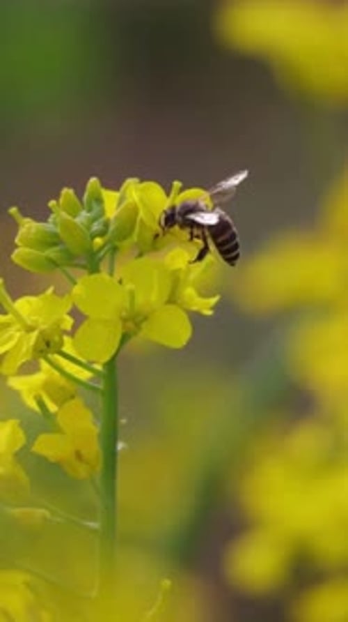Vertical View Of Honey Bee on Rapeseed Flowers