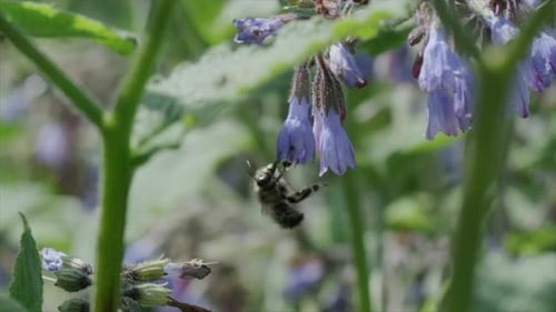 Hummel ernährt sich in Zeitlupe von kleinen blauen Blüten
