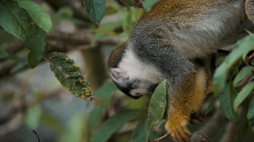 Common Squirrel Monkey Looking Down From A Tree In The Forest. close up