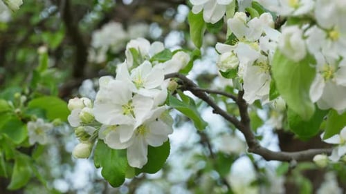 White apple tree flowers with petals and stamens for plant botany