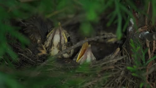 Nest of Hungry Baby Birds Close Up