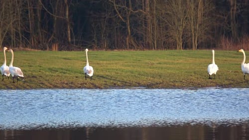 Wilde Schwäne auf einem Feld im Dorf Podberezye 007