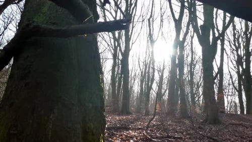 Gros plan : bois ombragé, troncs d'arbres, soleil brillant à travers les branches d'automne. Dolly, c'est vrai.