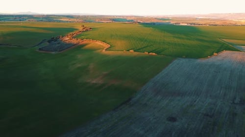 Rolling Green Fields at Golden Hour