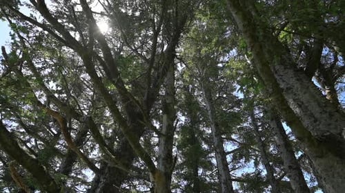 Coniferous Douglas Fir Trees at Cape Arago, Oregon On A Sunny Day - Handheld, Tilt-down Shot