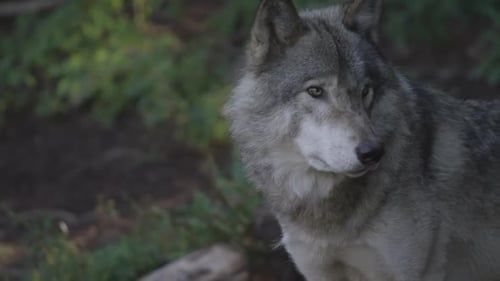 Wolves in Canadian Boreal Forest