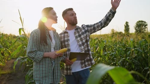 Farmers Inspecting Corn Crop at Sunset