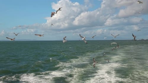 Flock Of Seagulls Flying Above Open Sea Under A Clouded Sky