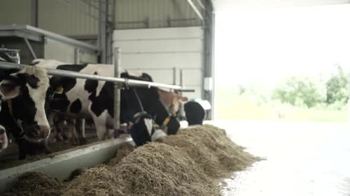 Cows on a diary farm eating. Cattle of cows