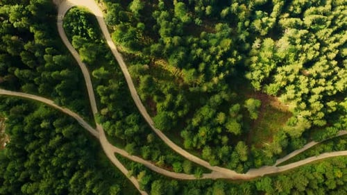Aerial View of a Roads in the Middle of the Forest with High Spruce or Pine Trees