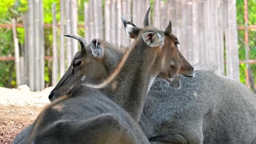 Deux nilgais en Espagne