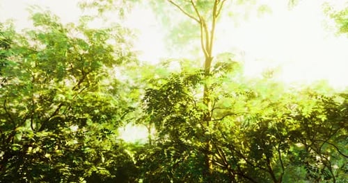 Lush Green Vegetation Illuminated By Bright Sunlight in a Tranquil Forest