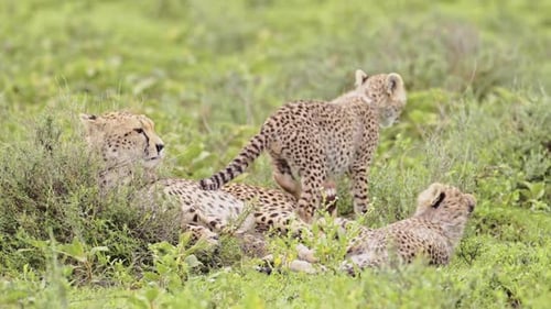 Playful Cheetah Cubs Frolicking in Tanzania s Serengeti