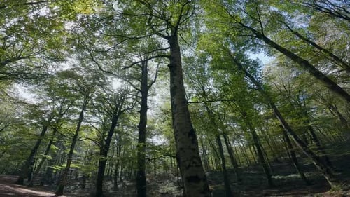 Wooden in Aspromonte Mountain Calabria