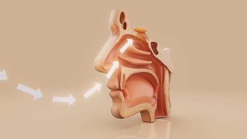 Human Nasal Cavity Airflow Animation with Olfactory System