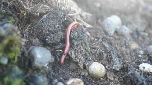 Imágenes de vídeo de insectos arrastrando en la naturaleza