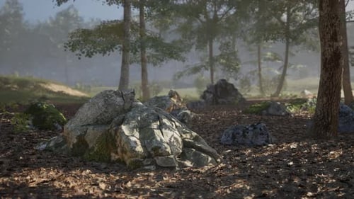 Peaceful Forest Floor with Rocks and Sunlight