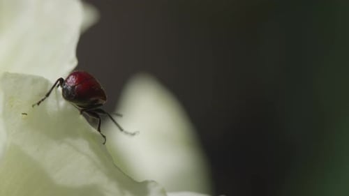 Close-up view of a beetle crawling on a white flower petal in a garden during the afternoon